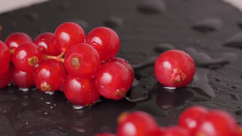 Red Currants Berry in Studio Macro Close Up Shot, Fresh Garden Berries Redcurrants