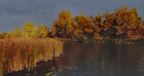 Drohne fliegt über einen ländlichen Fluss Schilf und Seerosen sind im Wasser