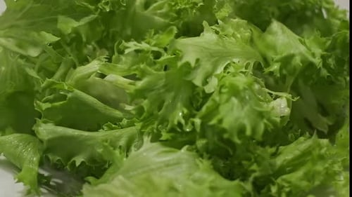 Close Up of Fresh Green Lettuce Leaves