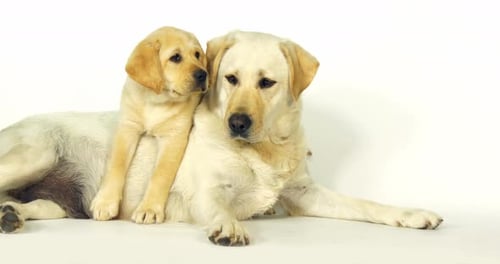 Gelber Labrador Retriever, Hündin und Welpe auf weißem Hintergrund, Normandie, Zeitlupe 4K