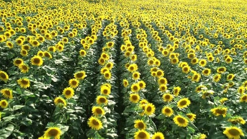 Sunflowers Field