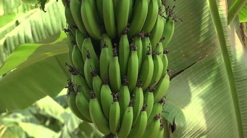 Bundles of Green Unripe Fresh Bananas Growing on a Banana Tree