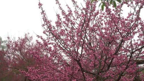 Fleur de cerisier Sakura