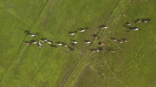 Drohnenaufnahmen von rennenden Pferden auf einem Feld