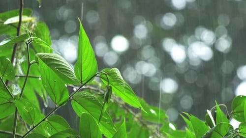 Tropical Rain