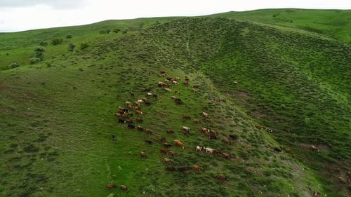Kühe grasen auf der grünen Weide