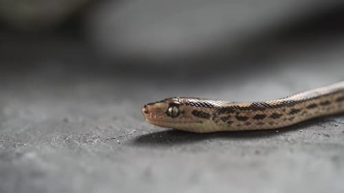Crawling Snake Hunting Food in Early Spring Black Rat Snake