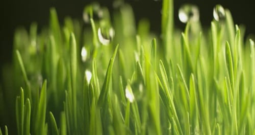 Water dripping onto grass in super slow motion. Shot on Phantom Flex 4K high speed camera.