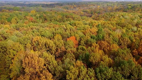 Autumn landscape. Wonderful scenery of colorful treetops of forest.