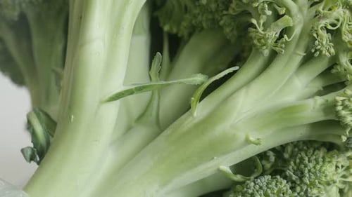 Fresh Green Broccoli Close-Up