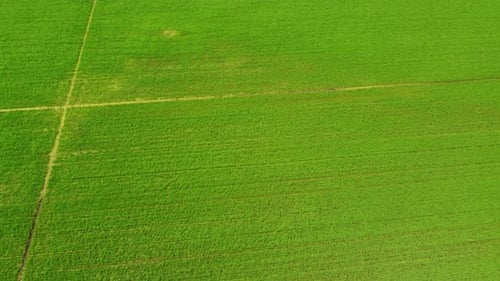 Rice Paddy Agriculture Field