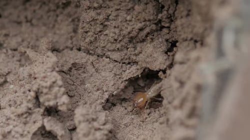Termite