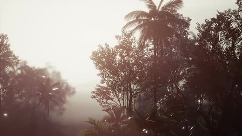 Tropical Palm Rainforest in Fog