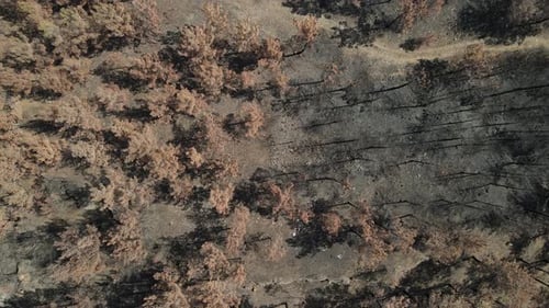 Pine Tree Brown Destroyed Burnt Aerial