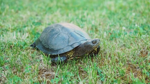 Tortue terrestre dans l'herbe