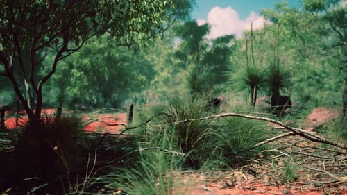 Slow Camera Movement Through Realistic Australian Bushland Environment