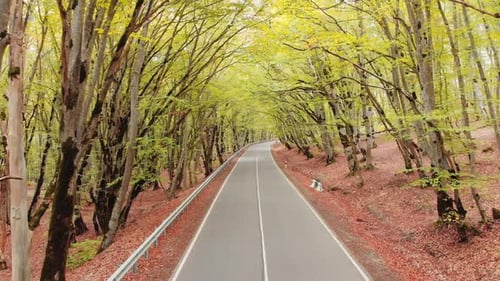 Zeitlupe Low Angle Fliegen über Asphaltstraße in einem Waldbanner