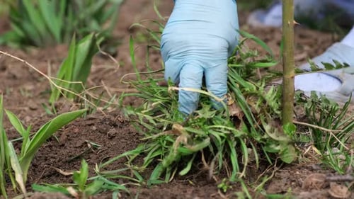 Close Up View of Plucking the Weeds By Hoe