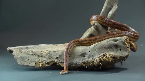 Coronella Brown Snake Crawling on Wooden Snag at Black Background. Close Up