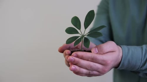 Soil Plant