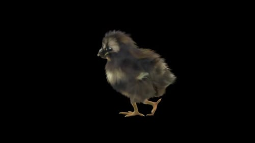 Animated Realistic Baby Chick Walking Alpha Channel