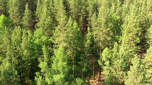 Drone vole à basse altitude au-dessus de la forêt et autour des conifères à feuilles persistantes