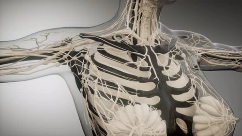 3D Animation of Female Lymphatic System and Ribs Scan