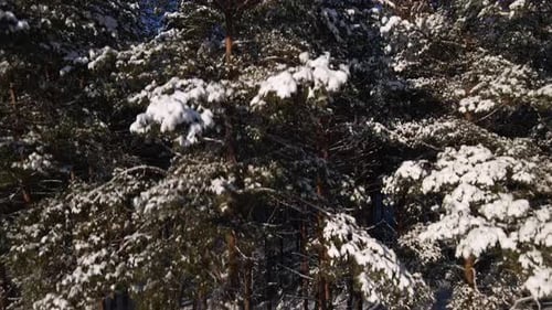 Frosty sunny winter landscape in snowy pine forest,