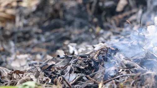 Burning Leaves and Sticks Emitting Smoke