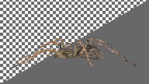 Spider Walk Cycle Left View Alpha Channel