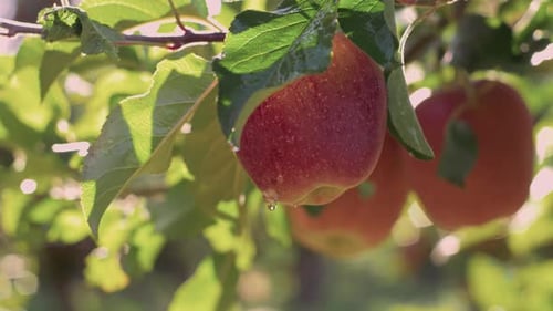 Red Delicious Apple With Water Drops