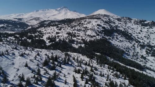 Árboles y montañas