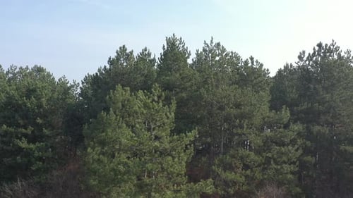 Manhã nublada na floresta de árvores perenes: imagens de drone em 4K