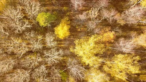 Autumn Nature Forest Landscape