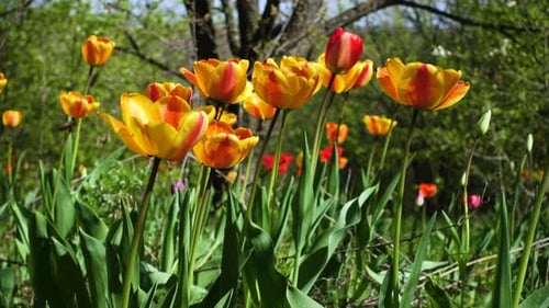 Field of Yellow and Orange Tulips Blooming