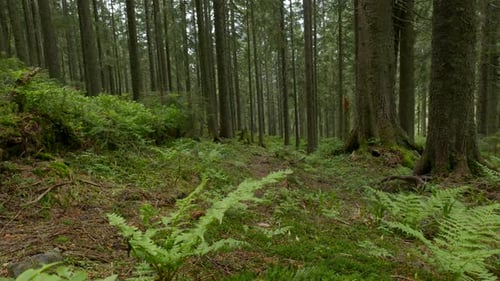 Landschaft eines schönen Waldes