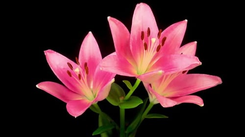 Pink Lily Blooming Time Lapse on Black Background