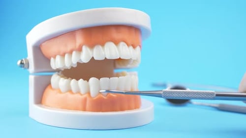 Dental Model with Tools for Oral Health