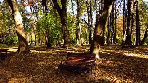Aerial drone view of a flying in the autumn park. Shooting park benches.
