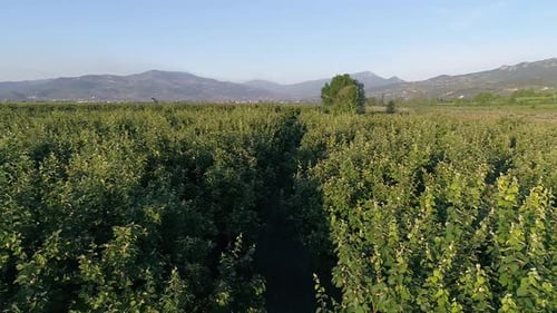 Fruit trees on farmland, wide plain.