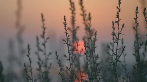 View to red evening sun through the grass