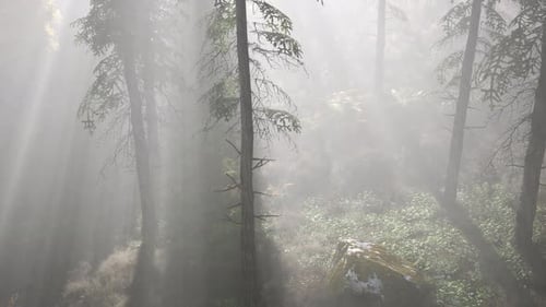 Forêt lumineuse tôt le matin dans les montagnes