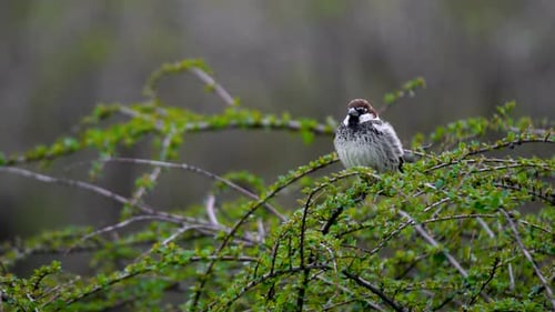Spanischer Spatz