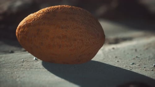 Melon du désert sur la plage de sable