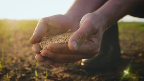 Farmer's Hands Hold Grain in Golden Sunlight