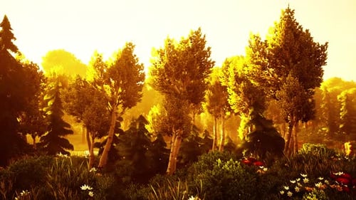 Golden Hour Forest Sunlight Animation