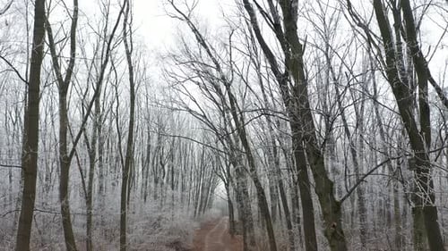 Deep in the Forest in Winter