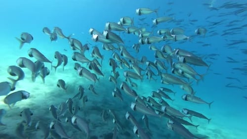 Fish in the Red Sea