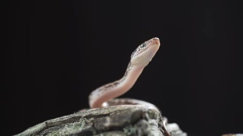 Crawling Snake Hunting Food in Early Spring Black Rat Snake