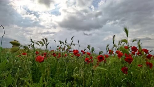 Red Poppies Swaying Gently in a Meadow